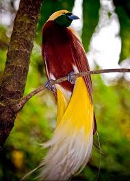 Lesser Bird Of Paradise Images Lesser Bird Of Paradise The Lesser Bird Of Paradise Is Medium Sized Up To 32 Cm Long Maroon Brown Birds Of Paradise Greater Bird Of Paradise Beautiful Birds