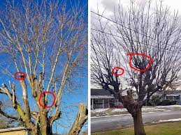 Read This Before Hiring A Tree Trimmer To Save Your Trees Pretty Purple Door