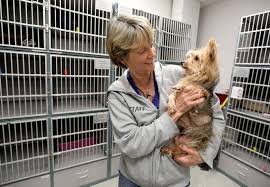 Petfinder has helped more than 25 million pets find their families through adoption. Coronavirus Animal Shelters Empty Cages But Still Have Pets To Adopt