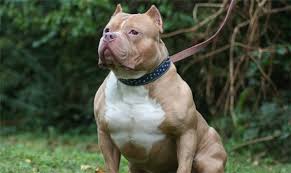 Cùng tìm hiểu về đặc tính và cách huấn luyện. Ä'Æ°á»£c Dáº¯t Ä'i Dáº¡o Pitbull Ná»•i Ä'ien Cáº¯n Chá»§ Qua Ä'á»i Bá»‹ Cho Táº¥n Cong Nháº¥t Ä'á»‹nh Pháº£i Nhá»› 5 Ä'iá»u