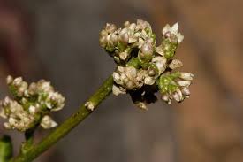 Image result for Celosia trigyna