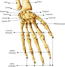 Image result for Normal Anatomic Position of the Hand and Wrist