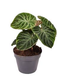 Image result for Viscum verrucosum