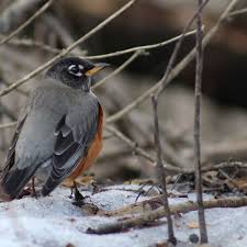 We did not find results for: Winter Birds In Kingston Ontario A Photo Essay Feltmagnet