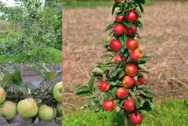 Some of those groups are pome fruits, which include apples and pears, and stone fruits, which include peaches/nectarines, almonds, apricots, plums and cherries. Fruit Trees And Shrubs For The Garden Plot Photo And Names Fruit Trees And Shrubs For The Garden Area All Fruit Trees