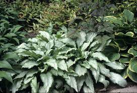 The large, dense clusters of flowers on these native shrubs last all season, enhance your gardening landscapes with beautiful perennials that thrive in shade. Perennials For Shade Beyond Impatiens And Petunias U Of I Extension