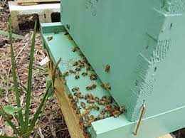 Maybe you would like to learn more about one of these? Brevard County Honey Bee Removal And Education A D Hives Llc