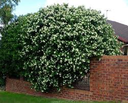 There is so much native australian flora just waiting to be appreciated. Common Types Of Plants Used As Hedges Jimsmowing Com Au