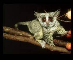 Bush Baby Cute Baby Animals Cute Animals Baby Animals