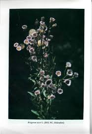 Image result for Grangea anthemoides