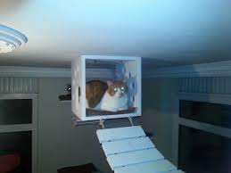 miss kedi tirmalamasi adli kullanicinin kedi duvar ve tavan raflari 0507 664 22 22 panosundaki pin duvar tavan raf