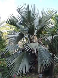 Image result for Latania loddigesii