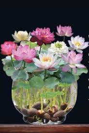 Image result for Nymphaeaceae