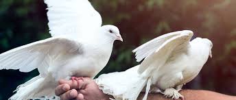 Terns are a group of generally medium to large seabirds typically with grey or white plumage, often with black markings on the head. What S The Meaning Of A White Dove Release Mountain View Funeral Home And Cemetery