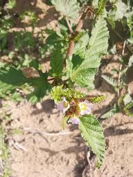 Image result for Melochia corchorifolia