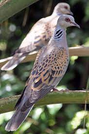 European Turtle Dove Wikipedia