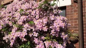 Clematis montana is a vigorous, fast grower capable of actually smothering a deciduous tree to such an extent that the host could well suffer or even die. Clematis Montana Mayleen At Its Stunning Best Youtube