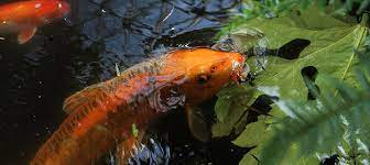 Koi fish for sale in vancouver on yp.com. Vancouver S Oldest Koi Fish Just Found A New Home Vancouver Is Awesome