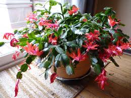 Here's what you need to know about repotting christmas cactus including when & how to do it along with the best soil mix to use.christmas cactus, although lovely w… How To Fix A Wilting Christmas Cactus Indoor Plant Care