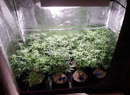 Too much light can lead to bleaching and burning your plants. Cannabis Grow Lights What S The Best Size Grow Weed Easy