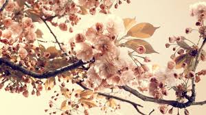 خلفيات ورود ناعمة صور و خلفيات الوليد Vintage Flower Backgrounds Vintage Flowers Background Hd Wallpaper