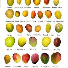 Image result for Mangifera