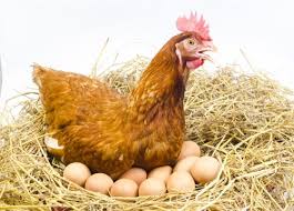 Efek samping yang dimiliki obat ini salah satunya dapat digunakan untuk tidak mendatangkan kantuk, atau bisa menyebabkan insomnia. Punya Usaha Peternakan Ayam Inilah 10 Pakan Ayam Alami Dan 3 Rekomendasi Produk Pakan Ternak Terbaik