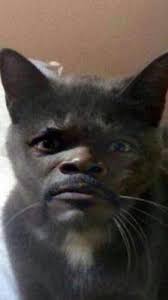 Gambar kucing disiksa pelel wednesday december 14 2011 gambar di rebanas. Azrin Ahmad On Twitter Nfnbb Harga Seko Kucing Parsi Tu Bape