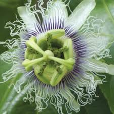 Image result for Passiflora subpeltata
