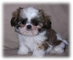 Shih tzu puppies are classified in the toy group in most countries, with a height of eight to 11 inches and weight of nine to 16 pounds (four to seven kilograms). Free Teacup Shih Tzu Puppies 28 Backgrounds Wallpapers Desktop Background