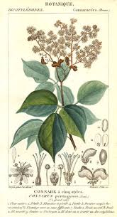 Image result for Huaceae