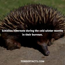 Echidnas Hibernate During The Cold Winter Months In Their Burrows Echidna Echidnas Animals Insects Fa Fun Facts About Animals Elephant Facts Animal Facts