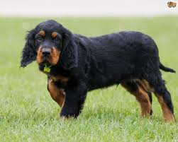 Carson will finish 2009 as the #1 gordon setter in america !! Gordon Setter Dog Breed Facts Highlights Buying Advice Pets4homes