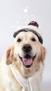 With tenor, maker of gif keyboard, add popular moving wallpaper for phone free download animated gifs to your conversations. Dog Wallpaper Video Puppy Wallpaper Iphone Wallpaper Dog Wallpaper Iphone