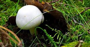 Les champignons s'invitent au jardin. 10 Varietes De Champignons Toxiques Mortels Recette 1 Cuisine Az