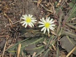 Image result for Launaea violacea