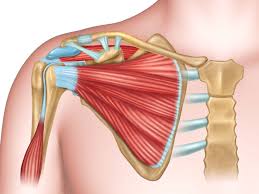 The rotator cuff is a group of four muscles and tendons that surround the glenohumeral joint. Anatomy Of The Human Shoulder Joint