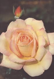 Image result for tea roses