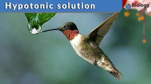 Check spelling or type a new query. Hypotonic Solution Definition And Examples Biology Online Dictionary