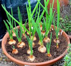 Onions deserve a starring role in your kitchen (and garden) - Food For  Mzansi