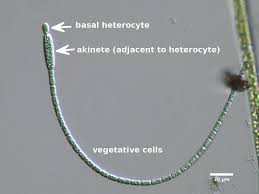 Image result for Cylindropsis