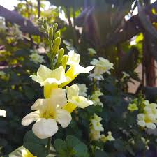 Image result for Asystasia hedbergii