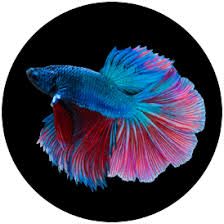 Betta Tetra