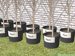 I wanted to give you a few tips on choosing fruit trees. How To Plant Fruit Trees Cá» Dáº¡i