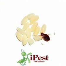 Image result for bed bugs eggs