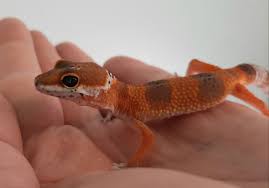 Pets N Ponds Baby Tangerine Leopard Gecko Facebook