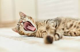 Bad Breath In Cats Cat Advice Purina One