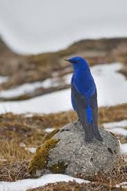 Pin On Thrushes Turnidae Etc