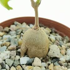 Image result for Cyphostemma montanum