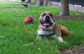 The old english bulldog (extinct) was fierce, it was used to fight with bulls and lions. Olde English Bulldogge Dog Breed Temperament Health Feeding And Puppies Petguide